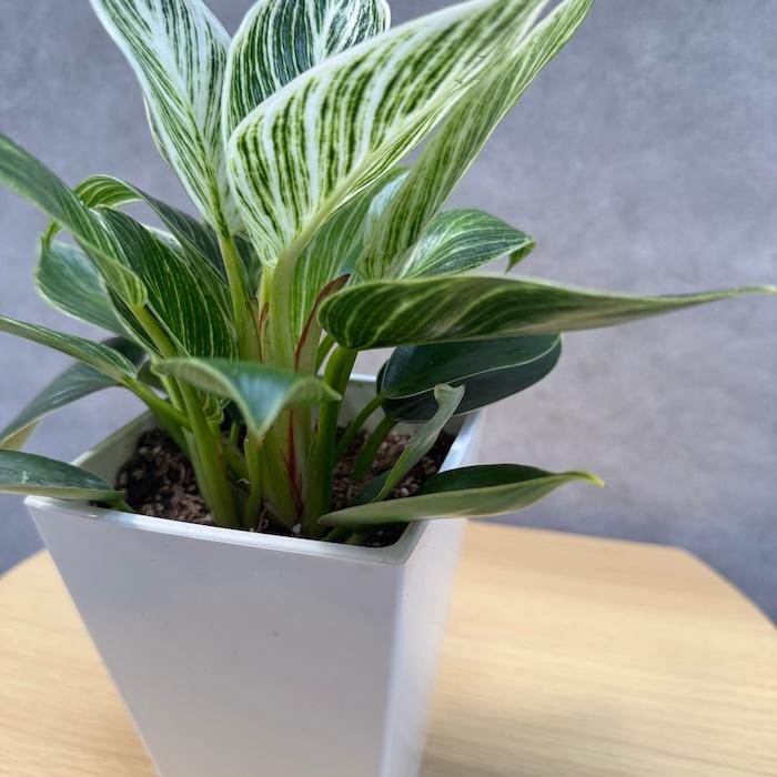 観葉植物 フィロデンドロン・バーキン 4号鉢 斑入り種類 おしゃれな