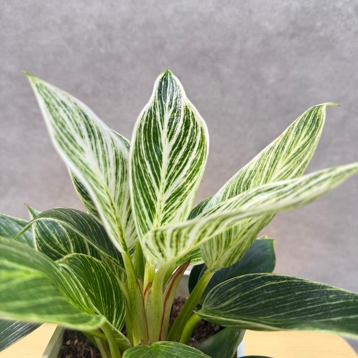 観葉植物 フィロデンドロン・バーキン 4号鉢 斑入り種類 おしゃれな