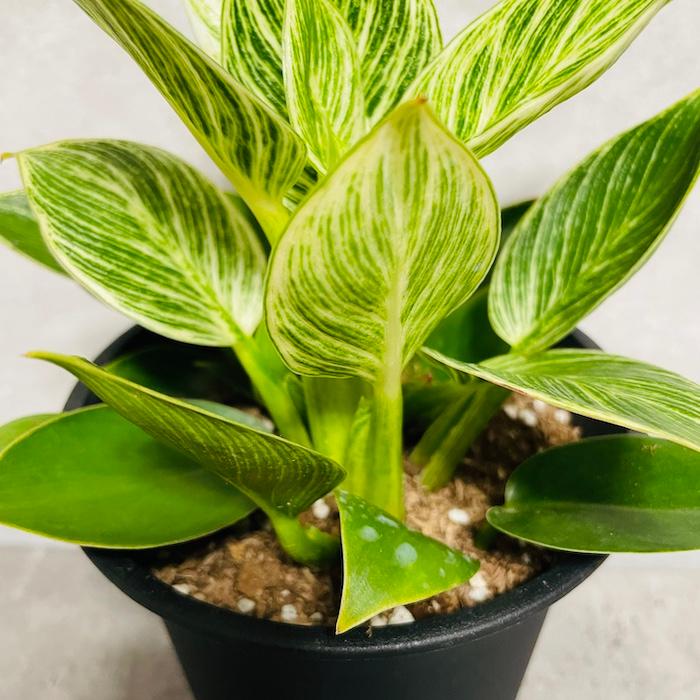 22 フィロデンドロン 斑入り トリカラー 大人気品種 22