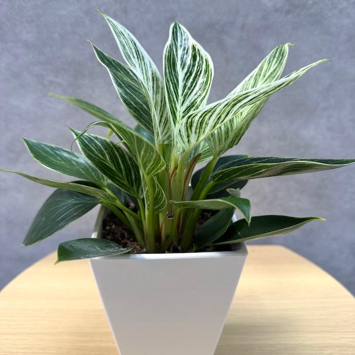 観葉植物 フィロデンドロン・バーキン 4号鉢 斑入り種類 おしゃれな