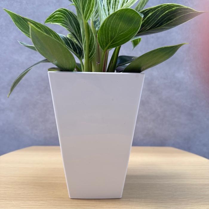 観葉植物 フィロデンドロン・バーキン 4号鉢 斑入り種類 おしゃれな