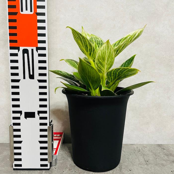 観葉植物 フィロデンドロン・バーキン 4号鉢 斑入り種類 おしゃれな