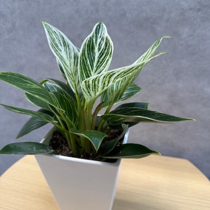 観葉植物 フィロデンドロン・バーキン 4号鉢 斑入り種類 おしゃれな