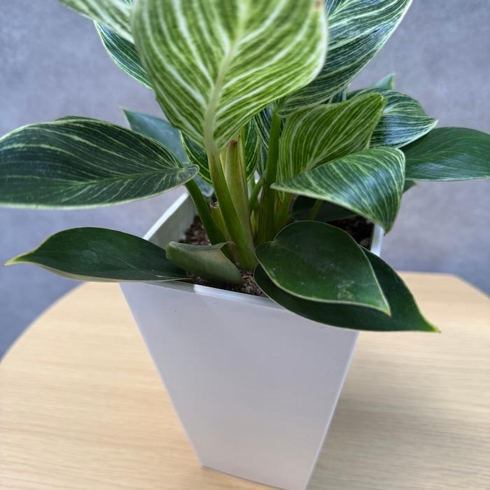 観葉植物 フィロデンドロン・バーキン 4号鉢 斑入り種類 おしゃれな