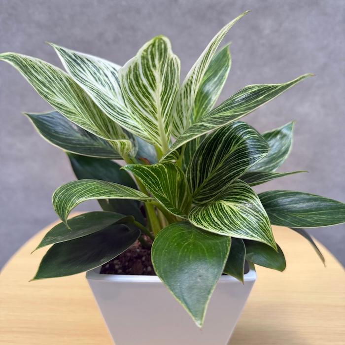 観葉植物 フィロデンドロン・バーキン 4号鉢 斑入り種類 おしゃれな