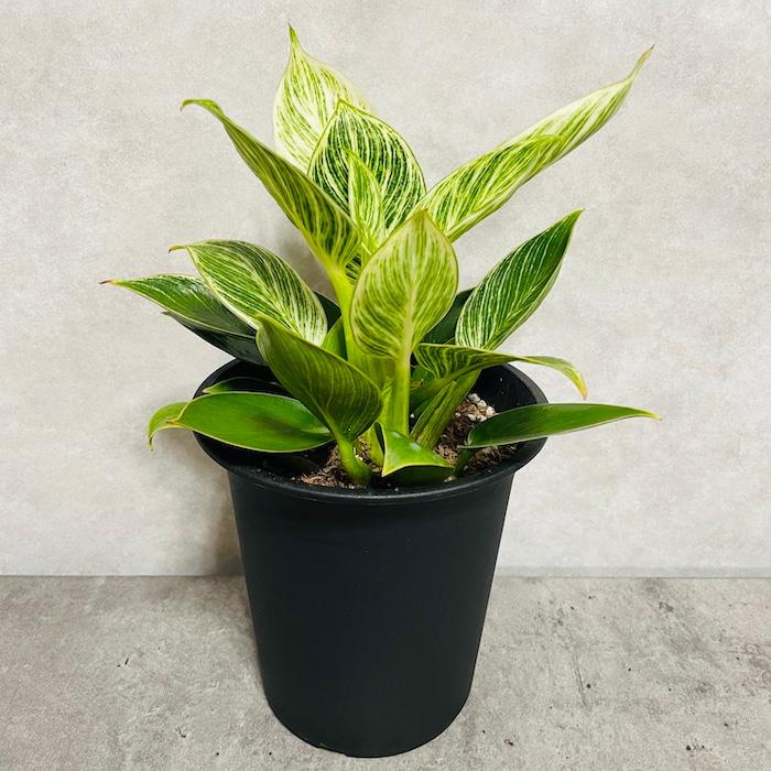 観葉植物 フィロデンドロン・バーキン 4号鉢 斑入り種類 おしゃれな