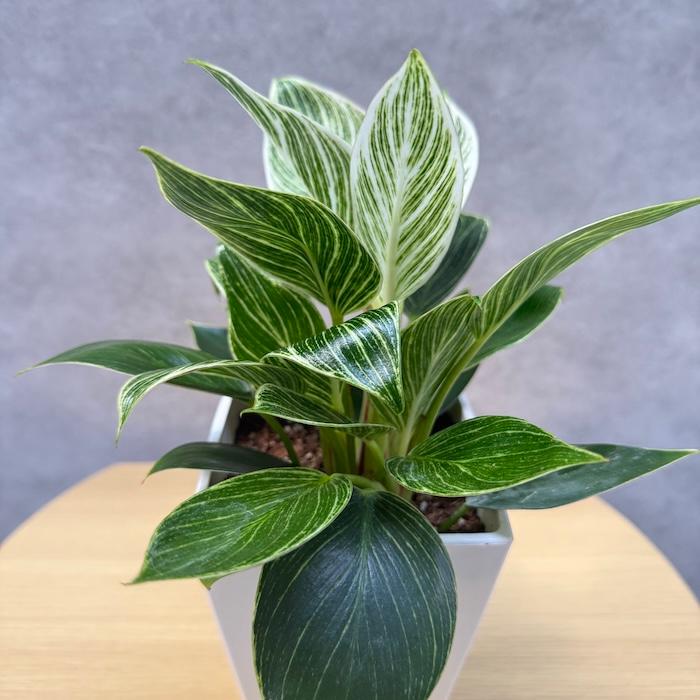 観葉植物 フィロデンドロン・バーキン 4号鉢 斑入り種類 おしゃれな