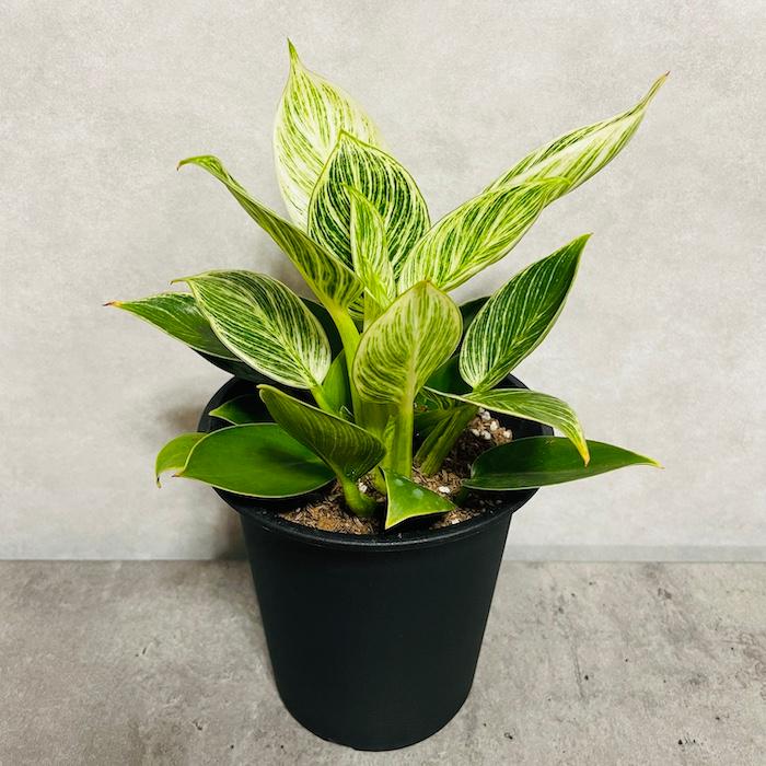 観葉植物 フィロデンドロン・バーキン 4号鉢 斑入り種類 おしゃれな