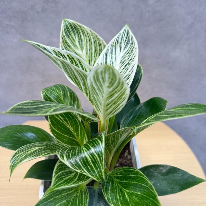 観葉植物 フィロデンドロン・バーキン 4号鉢 斑入り種類 おしゃれな