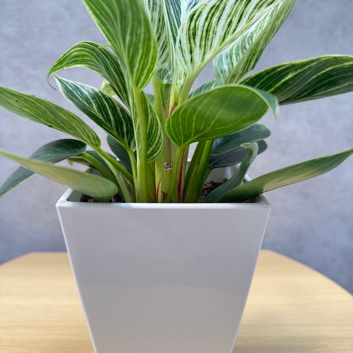 観葉植物 フィロデンドロン・バーキン 4号鉢 斑入り種類 おしゃれな
