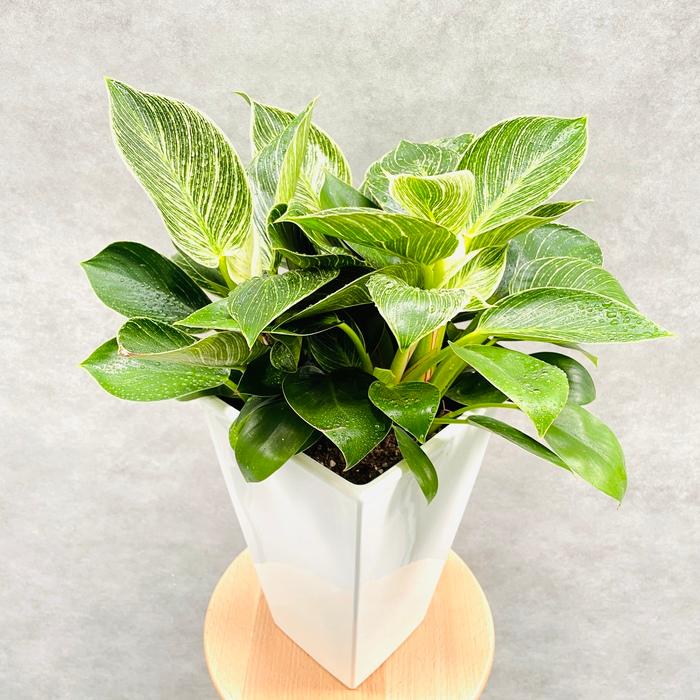 観葉植物 フィロデンドロン・バーキン 6号スクエア鉢 斑入り種類