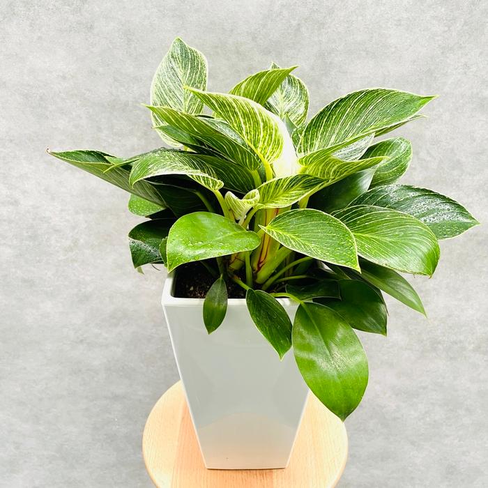 観葉植物 フィロデンドロン・バーキン 6号スクエア鉢 斑入り種類