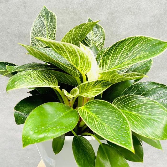 新品　観葉植物　フィロデンドロンバーキン 3本有ります　9月24日撮影 観葉植物 フィロデンドロン・バーキン 6号スクエア鉢 斑入り種類