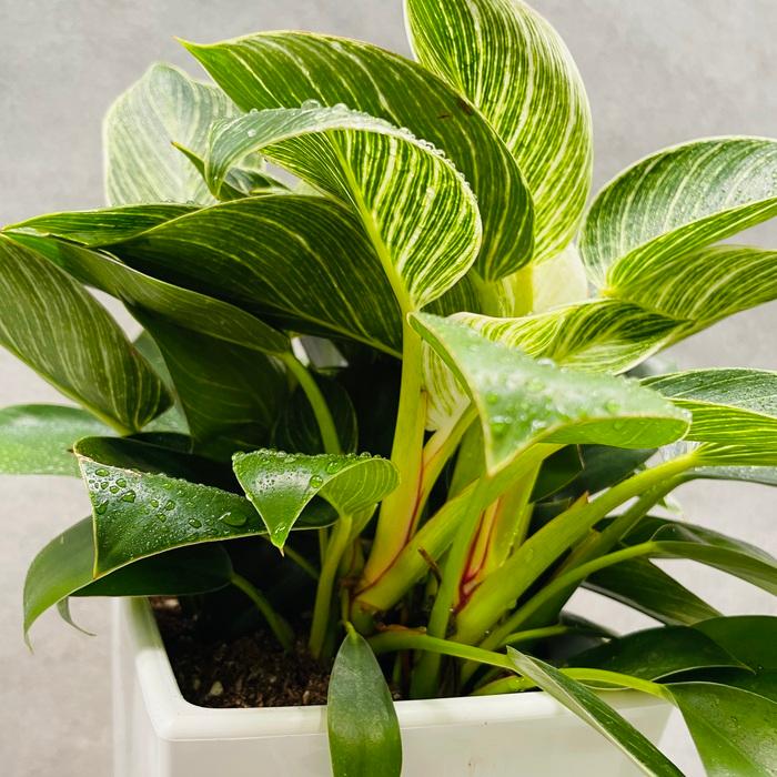 観葉植物 フィロデンドロン・バーキン 6号スクエア鉢 斑入り種類