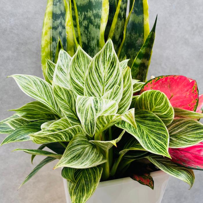 サンスベリア寄せ植え サンスベリア寄せ植え - メルカリ