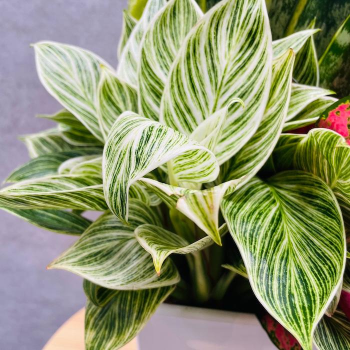 サンスベリア寄せ植え サンスベリア寄せ植え - メルカリ