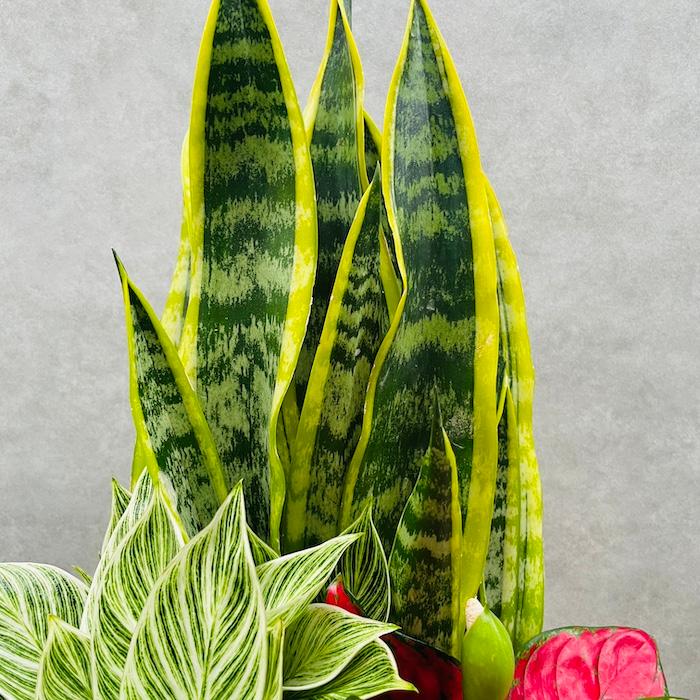 観葉植物 寄せ植え 花苗 6号鉢 3品種セット サンスベリア