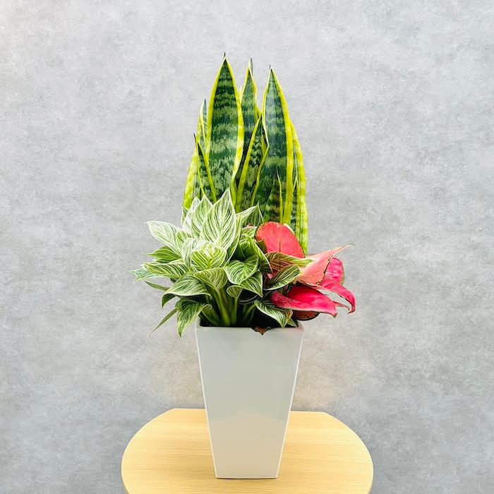 観葉植物 寄せ植え 花苗 6号鉢 3品種セット サンスベリア