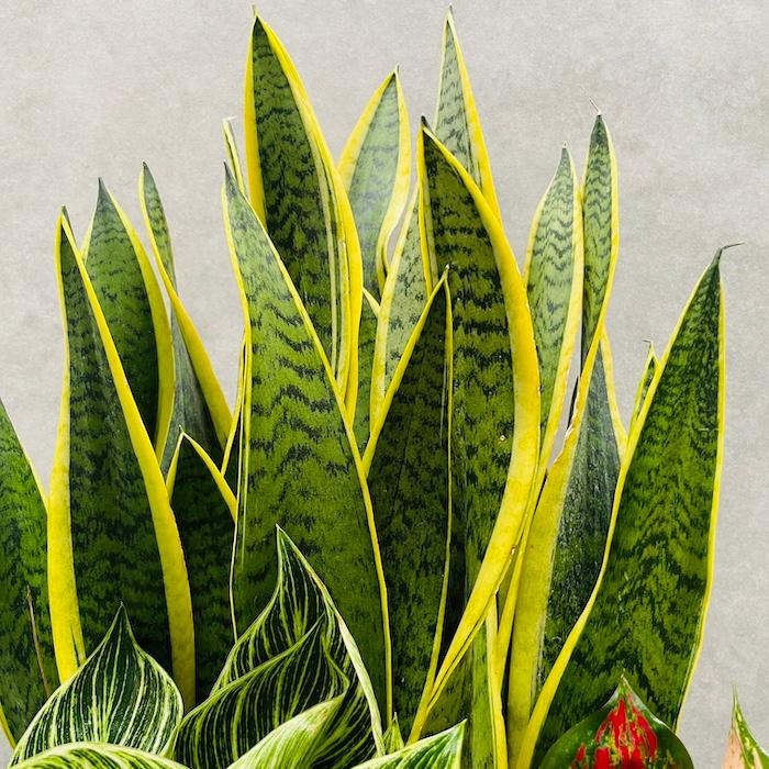 観葉植物 寄せ植え 花苗 8号鉢 受け皿付 3品種セット サンスベリア