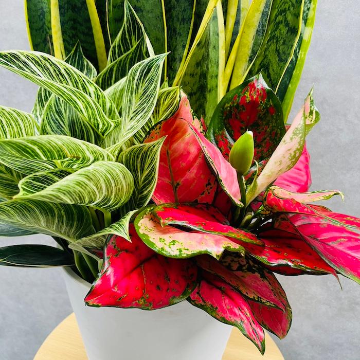 観葉植物 寄せ植え 花苗 8号鉢 受け皿付 3品種セット サンスベリア