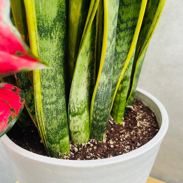 【観葉植物】寄植え③　受皿付 観葉植物 寄せ植え 花苗 8号鉢 受け皿付 3品種セット サンスベリア