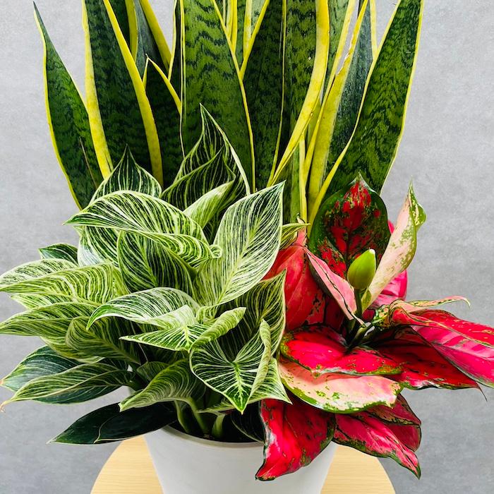 観葉植物 寄せ植え 花苗 8号鉢 受け皿付 3品種セット サンスベリア