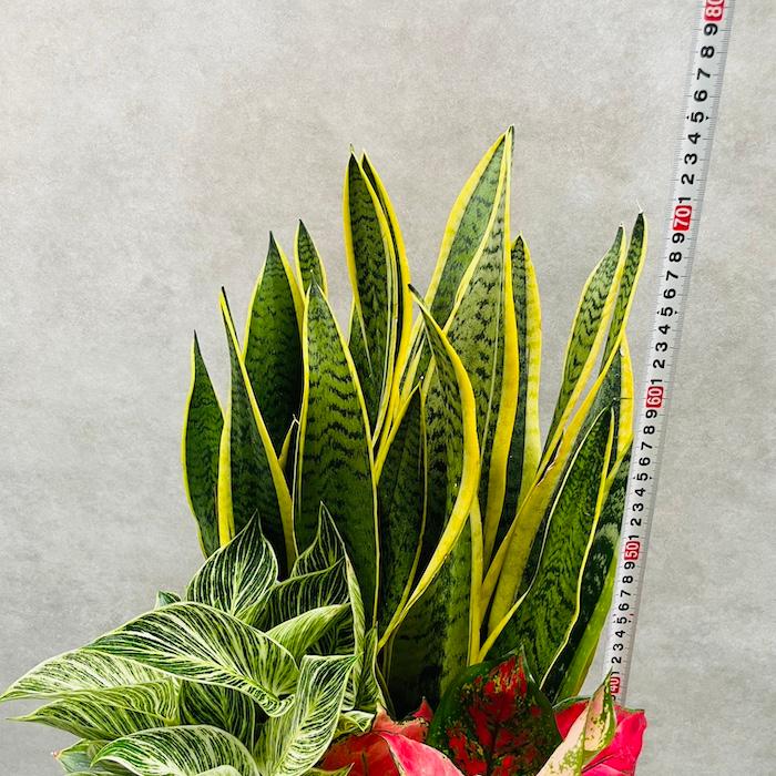 観葉植物 寄せ植え 花苗 8号鉢 受け皿付 3品種セット サンスベリア