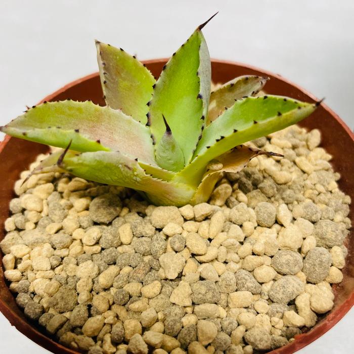 Top【選抜株】多肉植物　25274スリョン　10個　鉢無し/脱土 生花/予約F10】多肉植物 カット芽 10個アソート ☆寄せ植えなどに ※届
