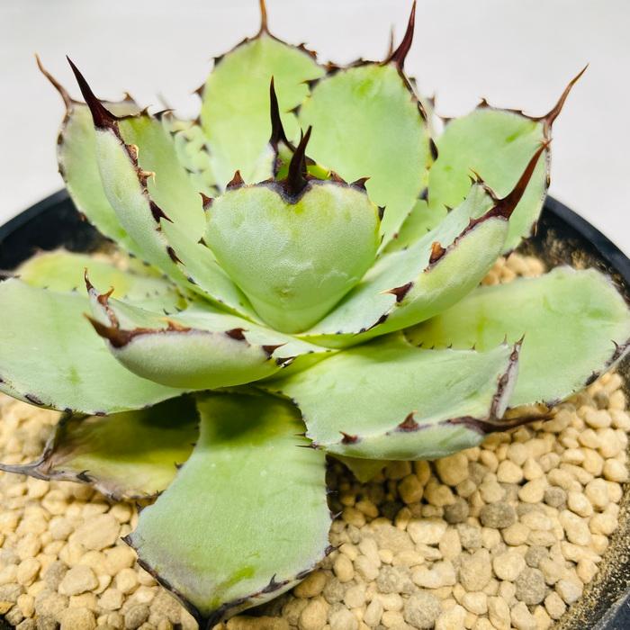 まとめ買い プロトリーフ 室内向け観葉・多肉の土10号鉢用 8.4L×20袋 観葉植物 多肉植物の画像