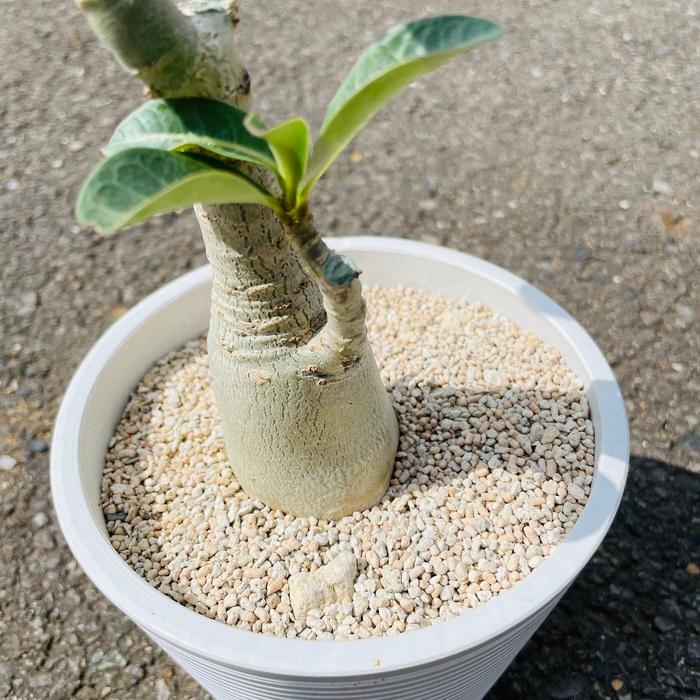 まとめ買い プロトリーフ 室内向け観葉・多肉の土10号鉢用 8.4L×20袋 観葉植物 多肉植物の画像