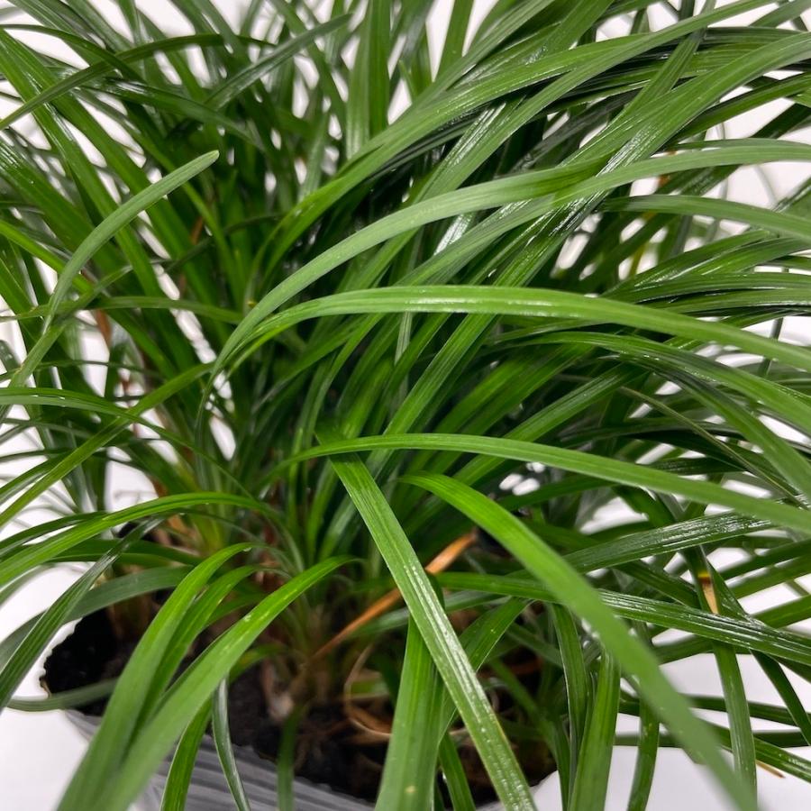 リュウノヒゲ 9cmポット苗 288株 グランドカバー 常緑 多年草 竜のひげ