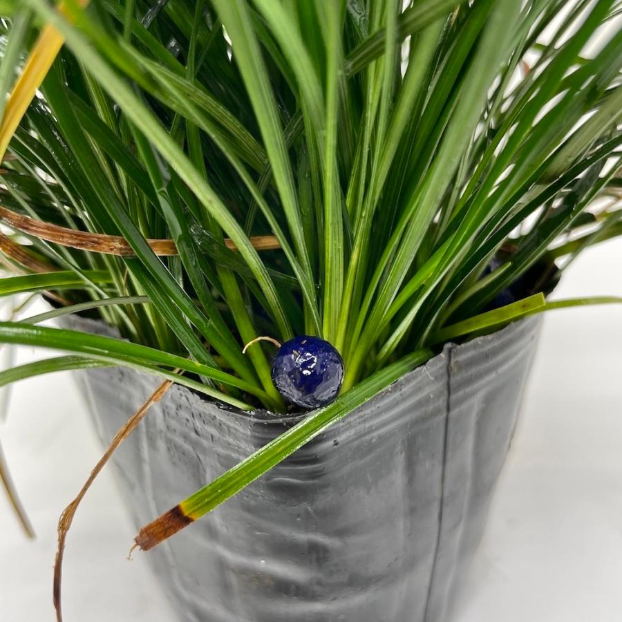 超大株ジャノヒゲ リュウノヒゲ 9cmポット苗 432株 グランドカバー 常緑 多年草 竜のひげ