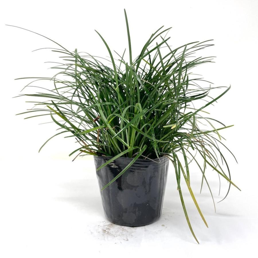 リュウノヒゲ 9cmポット苗 432株 グランドカバー 常緑 多年草 竜のひげ 龍の髭 ジャノヒゲ 植木 庭木 生け垣 下草 |  | 03