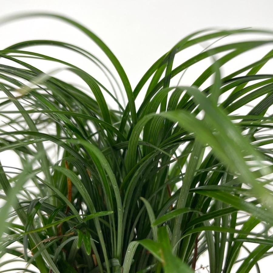 超大株ジャノヒゲ リュウノヒゲ 9cmポット苗 432株 グランドカバー 常緑 多年草 竜のひげ