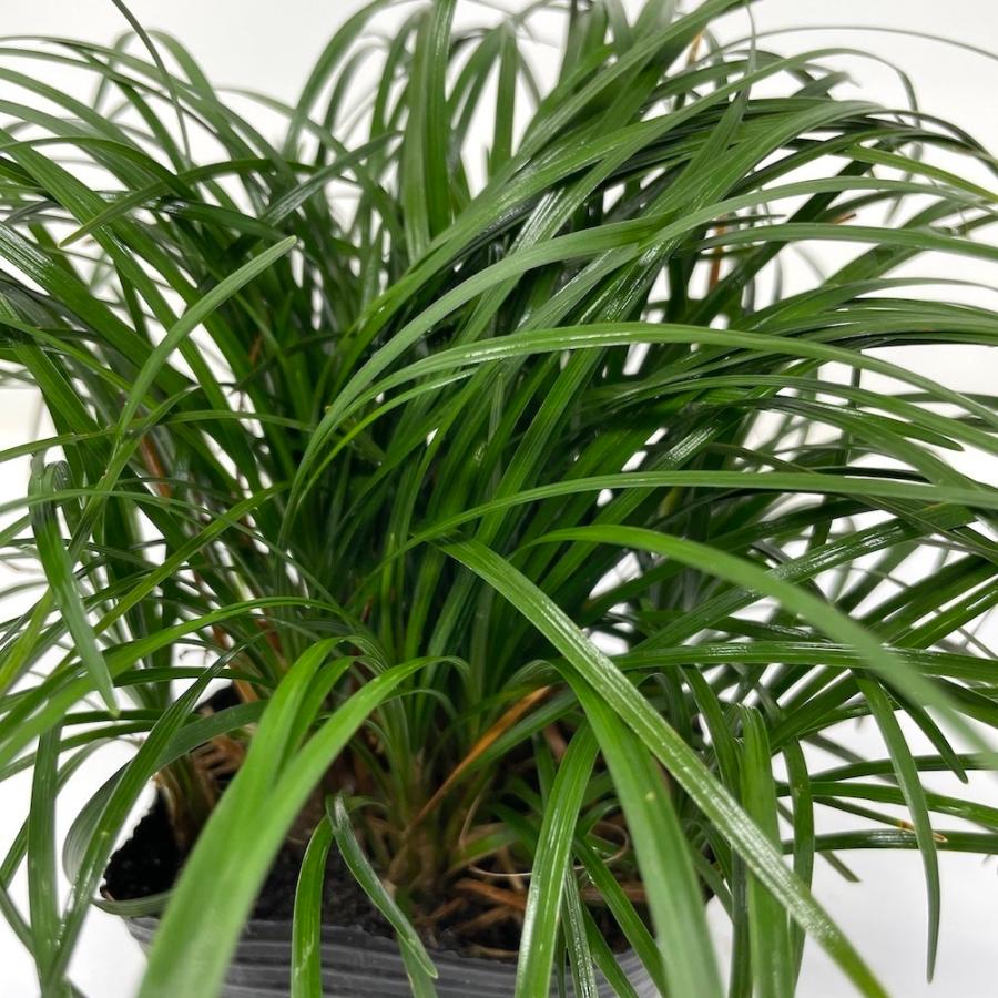 リュウノヒゲ 9cmポット苗 432株 グランドカバー 常緑 多年草 竜のひげ 龍の髭 ジャノヒゲ 植木 庭木 生け垣 下草 |  | 07