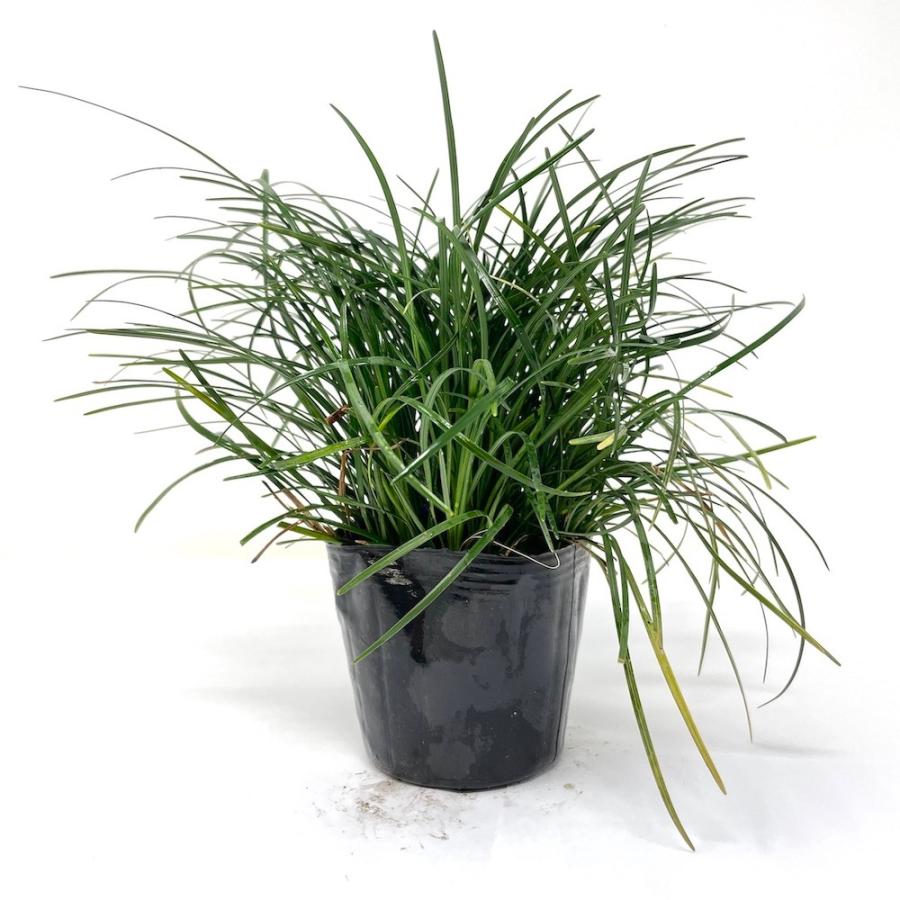 超大株ジャノヒゲ リュウノヒゲ 9cmポット苗 72株 グランドカバー 常緑 多年草 竜のひげ