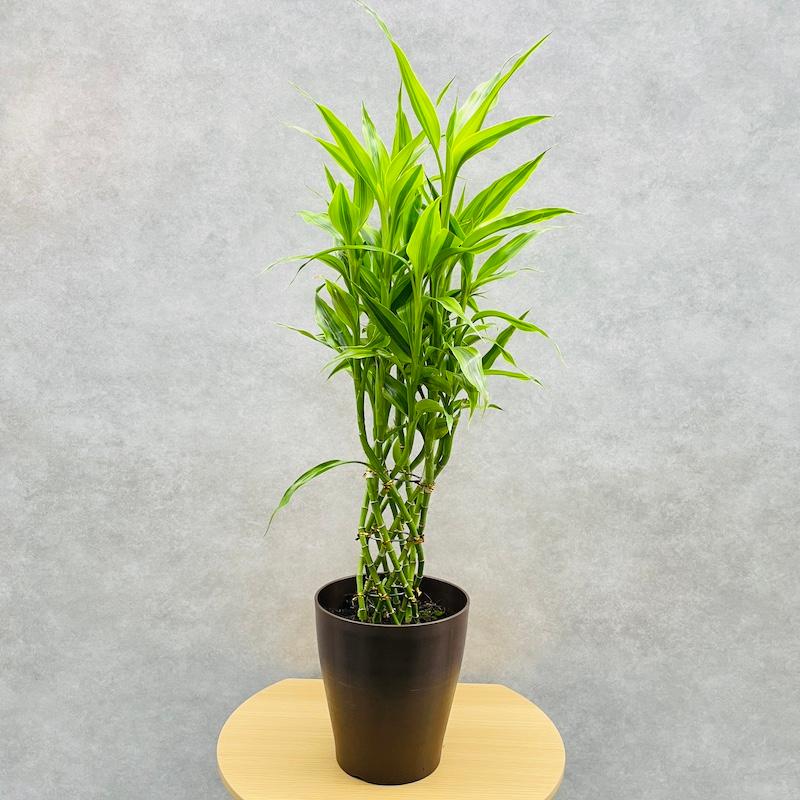 観葉植物 ミリオンバンブー 約70cm ドラセナ サンデリアーナ 6号鉢