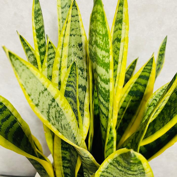 観葉植物 サンスベリア 10号鉢苗 大型種類 おしゃれ 室内 インテリア