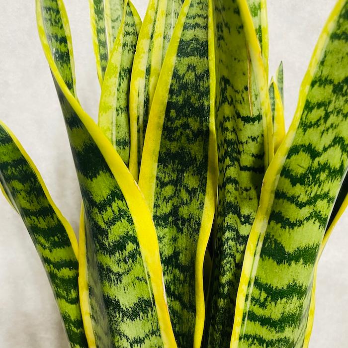 観葉植物 サンスベリア 10号鉢苗 大型種類 おしゃれ 室内 インテリア お祝い 開店 新築 結婚 敬老の日 プレゼントギフト |  | 11