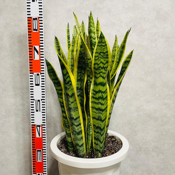 観葉植物 サンスベリア 10号鉢苗 大型種類 おしゃれ 室内 インテリア