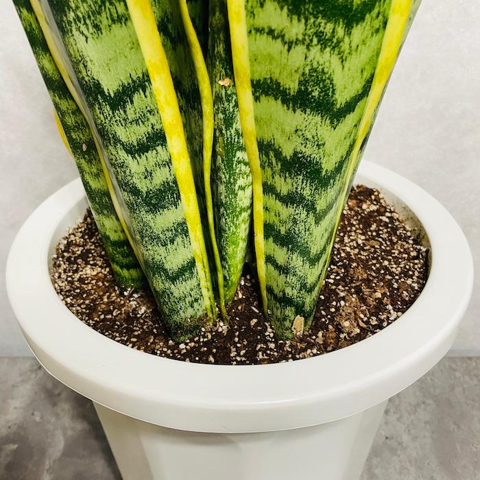 観葉植物 サンスベリア 10号鉢苗 大型種類 おしゃれ 室内 インテリア