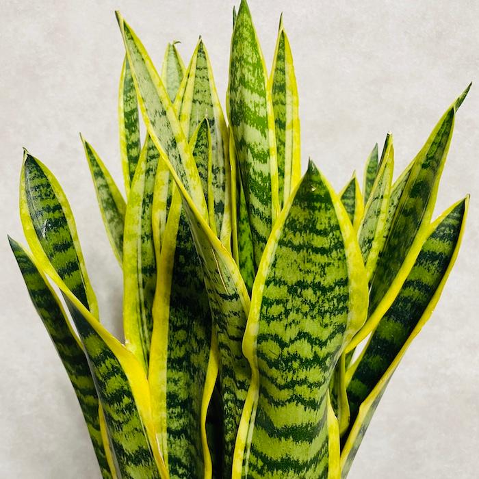 観葉植物 サンスベリア 10号鉢苗 大型種類 おしゃれ 室内 インテリア お祝い 開店 新築 結婚 敬老の日 プレゼントギフト |  | 07