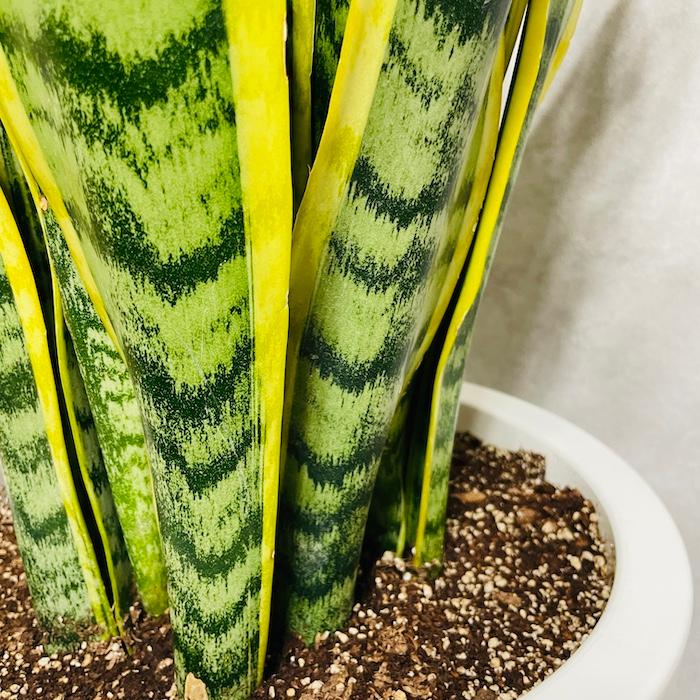 観葉植物 サンスベリア 10号鉢苗 大型種類 おしゃれ 室内 インテリア