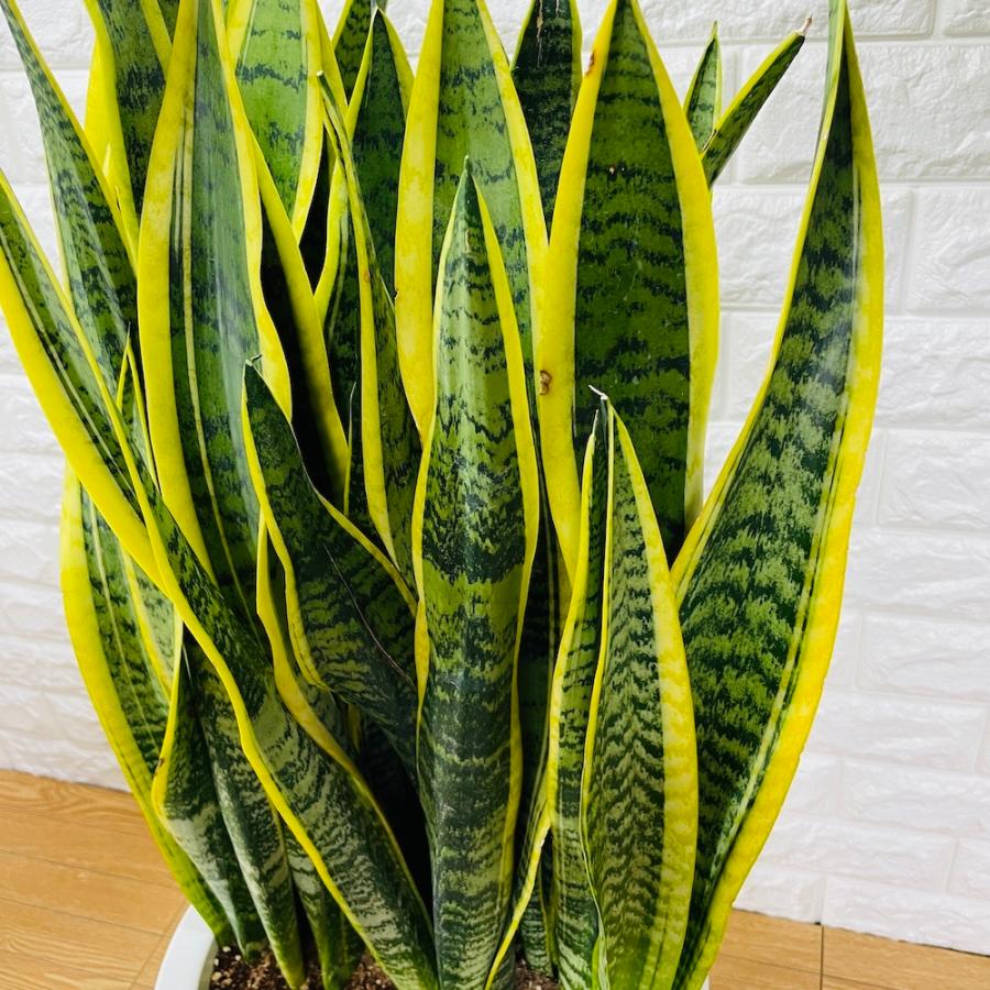 大型】送料込み 人気 サンスベリア 高さ約120cm 観葉植物 おしゃれ