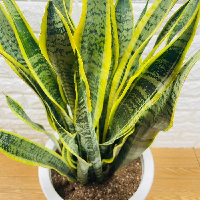 観葉植物 サンセベリア 3株 プランター付き