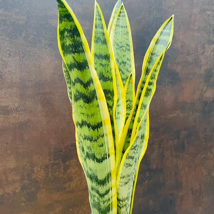 観葉植物 サンスベリア 4号鉢苗 小さい種類 ミニサイズ おしゃれな室内インテリア 風水 玄関 耐陰性 初心者におすすめ 空気清浄 |  | 10