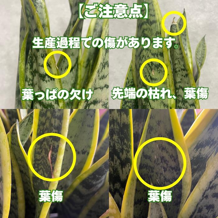 観葉植物 サンスベリア 4号鉢苗 小さい種類 ミニサイズ おしゃれな室内インテリア 風水 玄関 耐陰性 初心者におすすめ 空気清浄 |  | 01