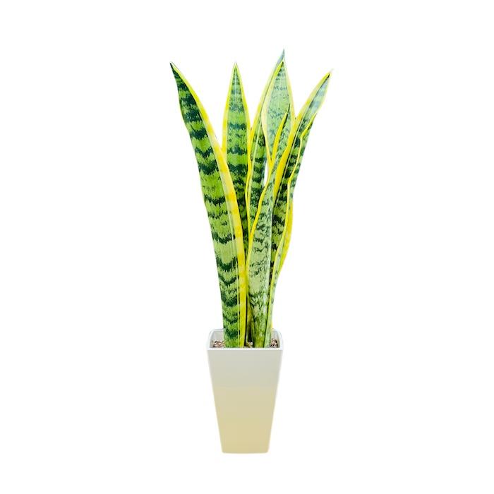 観葉植物 サンスベリア 4号鉢苗 小さい種類 ミニサイズ おしゃれな室内インテリア 風水 玄関 耐陰性 初心者におすすめ 空気清浄 |  | 12