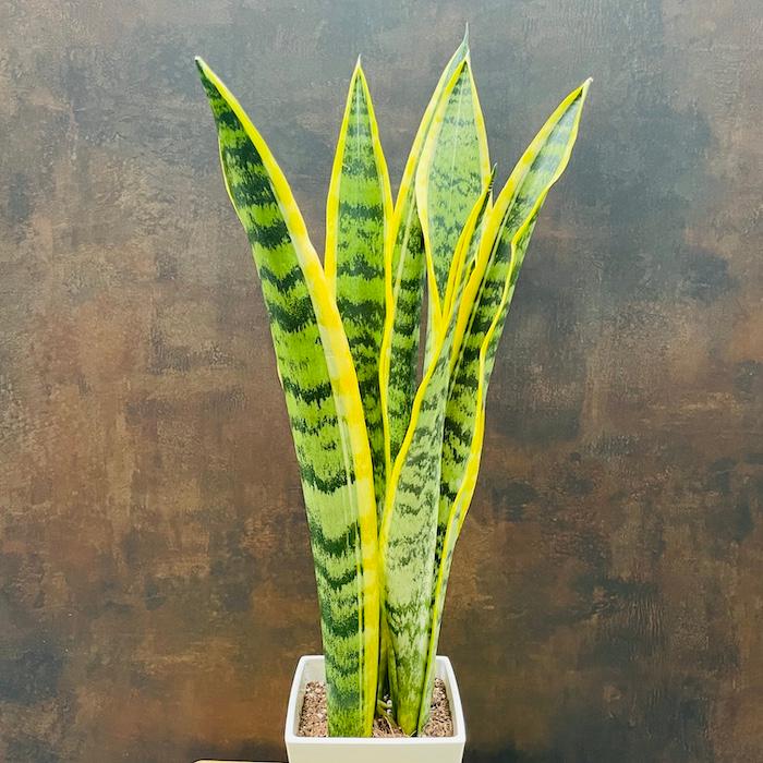 観葉植物 サンスベリア 4号鉢苗 小さい種類 ミニサイズ おしゃれな室内インテリア 風水 玄関 耐陰性 初心者におすすめ 空気清浄 |  | 05