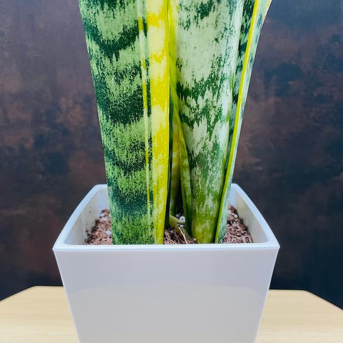 観葉植物 サンスベリア 4号鉢苗 小さい種類 ミニサイズ おしゃれな室内インテリア 風水 玄関 耐陰性 初心者におすすめ 空気清浄 |  | 06